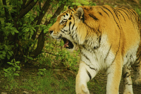 Siberian Tiger-class  mammals, Order  Carnivores, Family  Cats