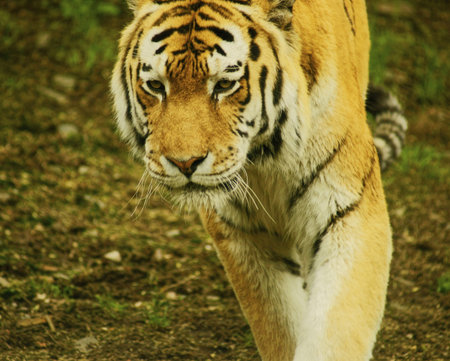Siberian Tiger-class  mammals, Order  Carnivores, Family  Cats
