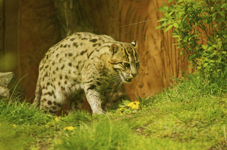 Fishing Cat  Prionailurus viverrinus  is a small felid inhabiting the swamps and mangroves of...