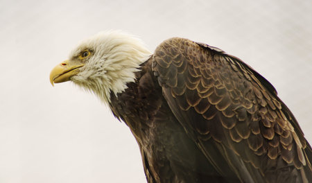 Bald Eagle  Haliaeetus leucocephalus -Class  Birds, Order  predators, Family  Hawk