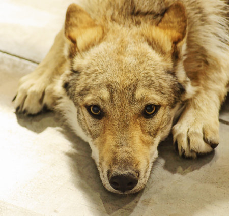 Pictures of pets international exhibition breeds of dogs 