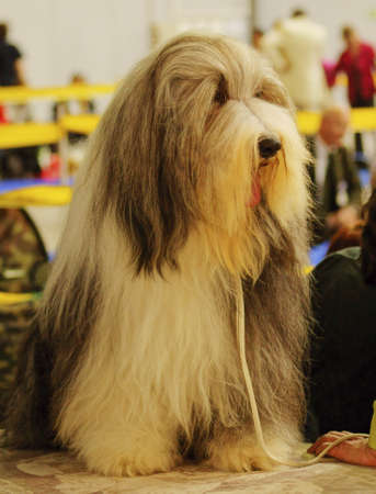 Pictures of pets international exhibition breeds of dogs の写真素材
