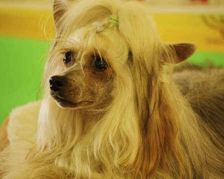 Pictures of pets international exhibition breeds of dogs の写真素材