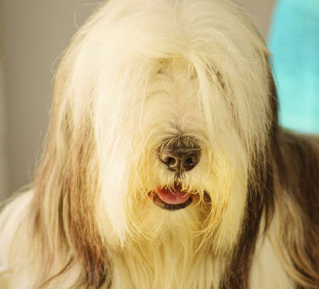 Pictures of pets international exhibition breeds of dogs の写真素材