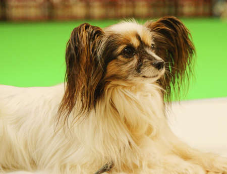 Pictures of pets international exhibition breeds of dogs の写真素材
