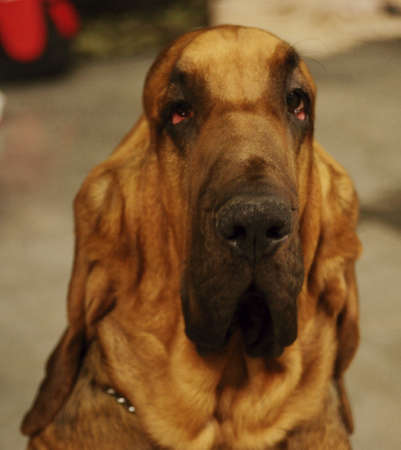 Pictures of pets international exhibition breeds of dogs の写真素材