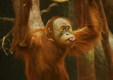 Orangutan  Pongo pygmaeus  Class  mammals, Order  Primates, Family  ape