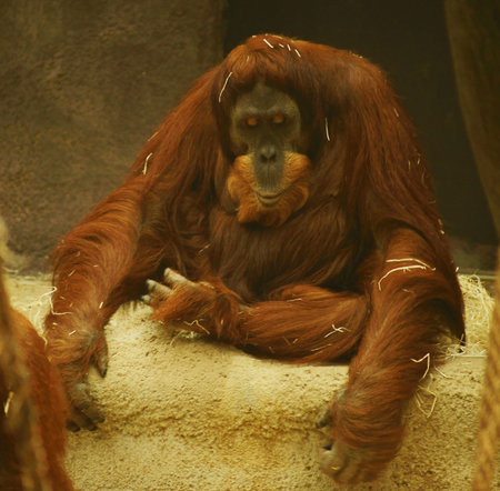 Orang utan Pongo pygmaeus 