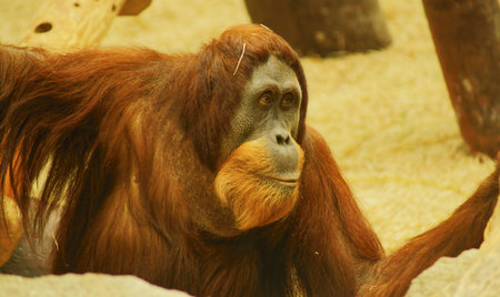 Orangutan  Pongo pygmaeus  Class  mammals, Order  Primates, Family  ape