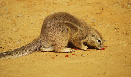 Squirrel Cape - Class  mammals, the Order  rodents, Family  Squirrelの写真素材