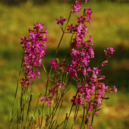 The flora in the park の写真素材