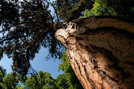 tree in the park