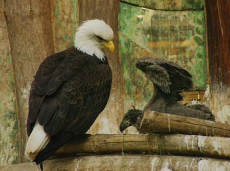 Bald Eagle