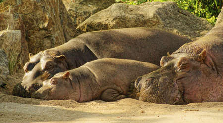 Hippopotamus - Class  mammals, Order  Artiodactyla, Family  hippoの写真素材