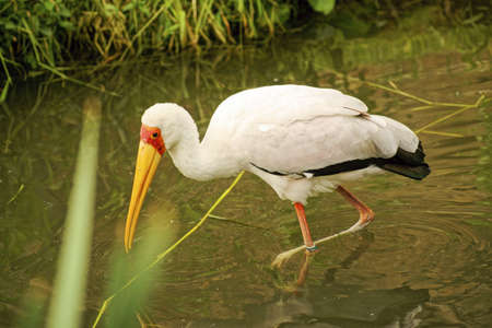 Nesyt African-Class  Birds, Order  Ciconiiformes, Family  storksの写真素材