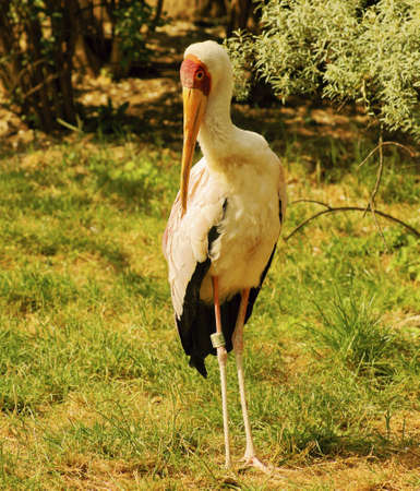 Nesyt African-Class  Birds, Order  Ciconiiformes, Family  storksの写真素材