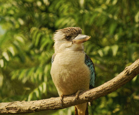 Blue-winged Kingfisher - Class  Birds, Order  Coraciiformes, Family  Kingfisherの写真素材