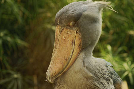 Shoebillの写真素材