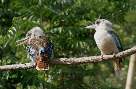 Blue-winged Kingfisher - Class  Birds, Order  Coraciiformes, Family  Kingfisherの写真素材
