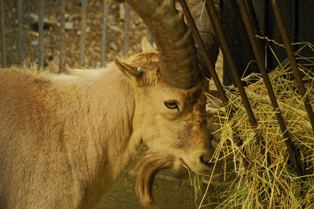 Caucasian ibex-class  mammals, Order  Artiodactyla, Family  bovid