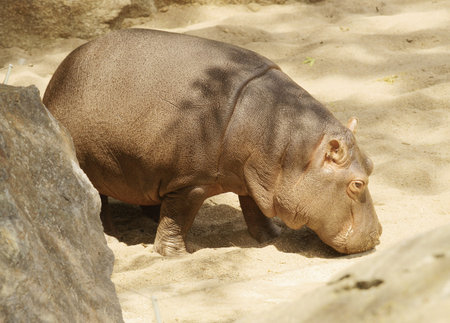 Class  Mammals, Order  Artiodactyla, Family   Hippopotamus
