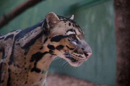 Clouded Leopard - Class  mammals, Order  Carnivores, Family  Catsの写真素材