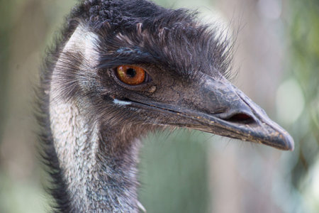Darwin s rhea-Class  Birds, Order  rhea, Family  rhea