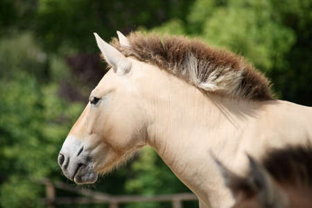 Przewalski s horse - Class  mammals, Order  Perissodactyla, Family  Equidaeの写真素材