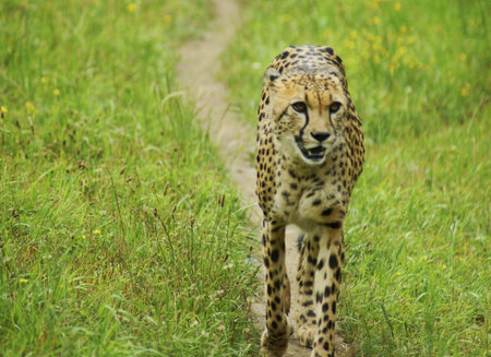 Cheetah - Classification  mammals Order  Carnivores, Family  Cats
