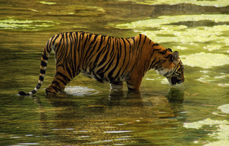 Tiger- class  mammals, Order  Carnivores, Family  Cats