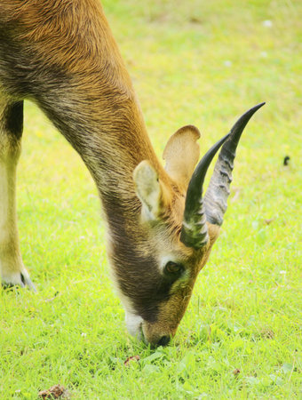Wild Asiatic abok - Class  mammals, Order  Artiodactyla, Family  bovid