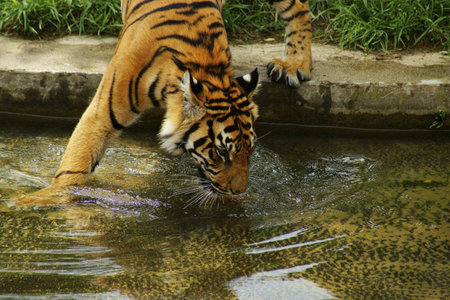 Tiger- class  mammals, Order  Carnivores, Family  Cats