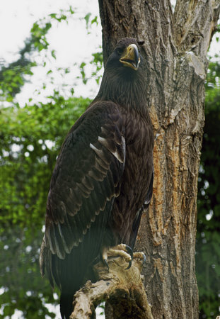 Eastern Eagle  Kamchatka  - Class  Birds, Order  predators, Family  Hawk