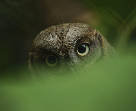 Little owl - Class  Birds, Order  owls, Family  Ural