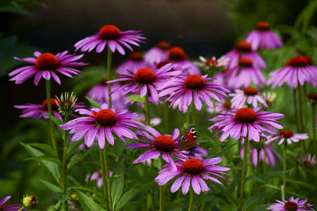 Dendrological garden in Pruhonice in Czech Republicの写真素材