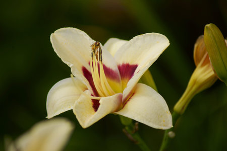 Dendrological garden in Pruhonice in Czech Republicの写真素材
