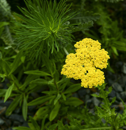 Dendrological garden in Pruhonice in Czech Republicの写真素材