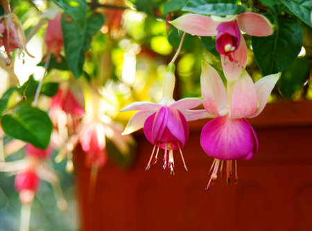 Fall and autumnal beauty of the park の写真素材