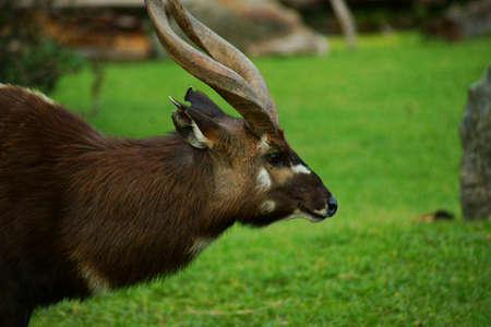 Sitatunga  Tragelaphus spekeii の写真素材