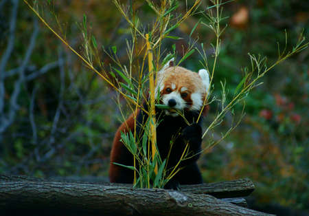 Red Panda -  Ailurus fulgens の写真素材