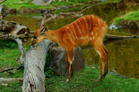 Sitatunga  Tragelaphus spekeii の写真素材