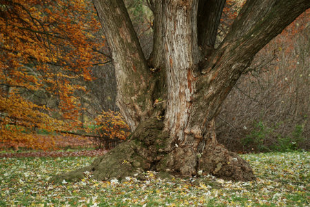 The colors of autumn in the forest park  