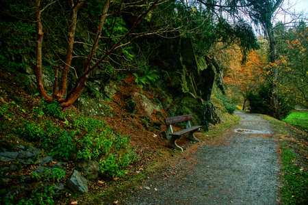 The colors of autumn in the forest parkの写真素材