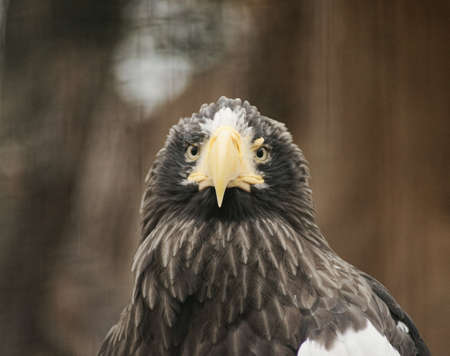 birds of prey demonstrations in Prague Zooの写真素材
