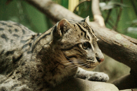 Fishing Cat in the Prague zoo