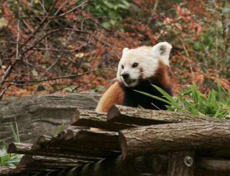Red Panda in the Prague zooの写真素材
