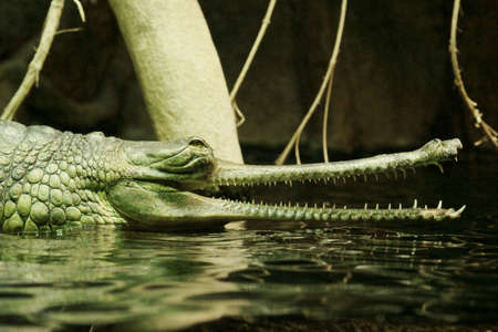 Indian gavial の写真素材
