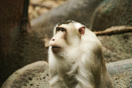 macaque pigs,Latin name  Macaca nemestrina