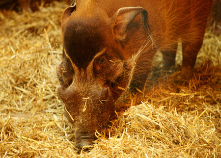 Pig-Potamochoerus porcus