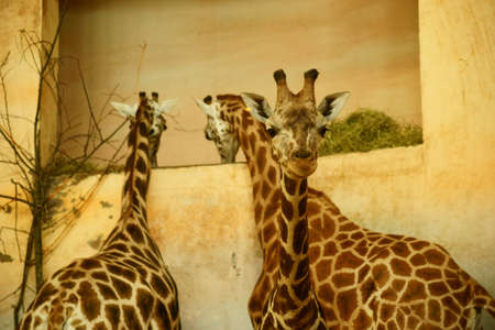 Rothschild giraffeの写真素材